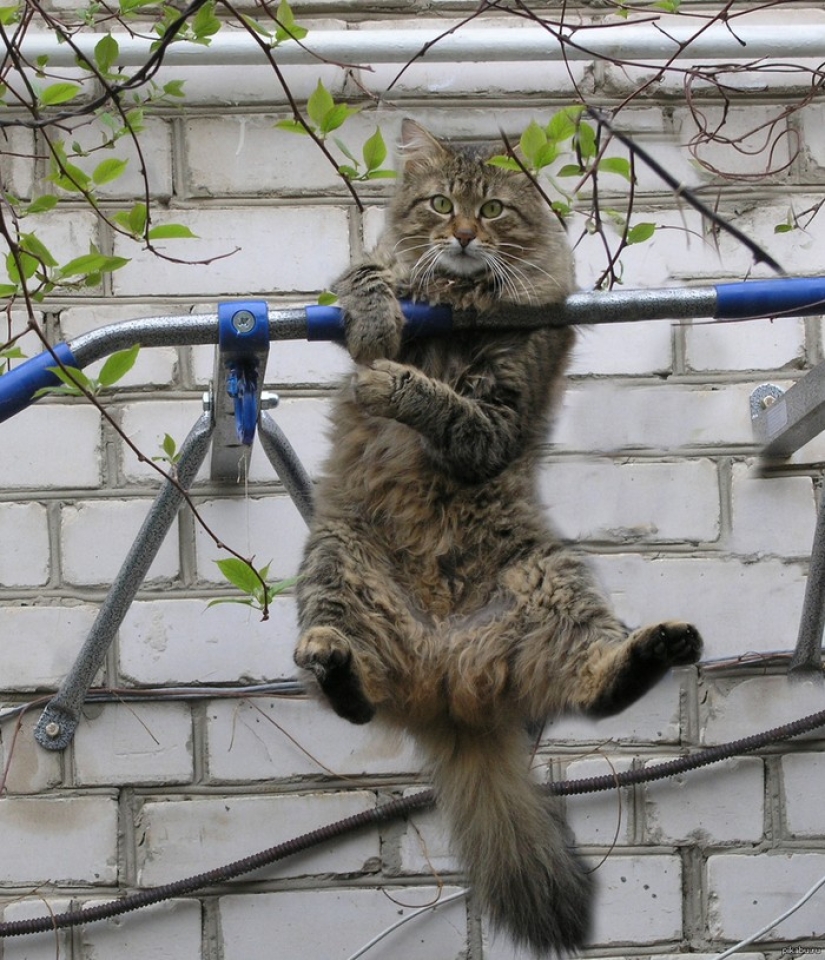 15 animals that know how to get in shape for spring