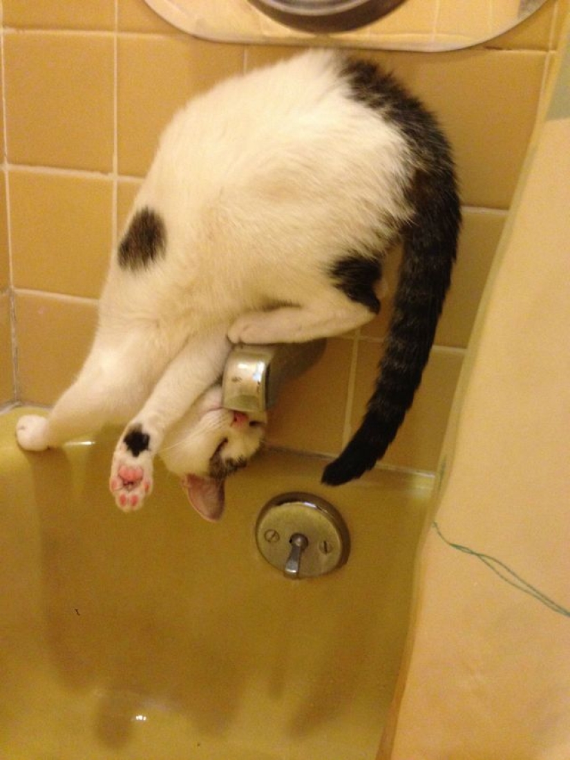 15 cats who didn't care about your logic