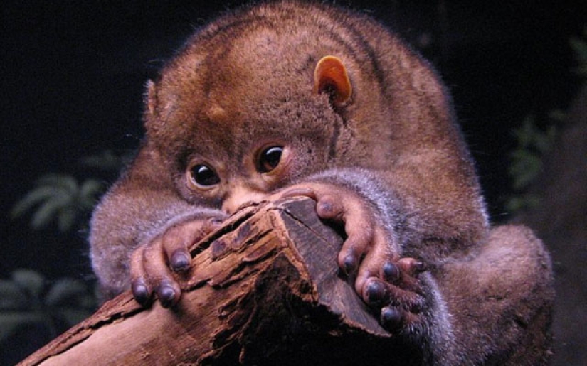 15 Cute Animals You Never Knew About