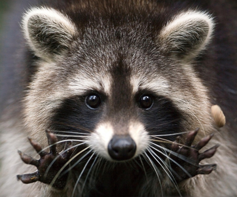 15 dangerous animals that we consider cute and kind