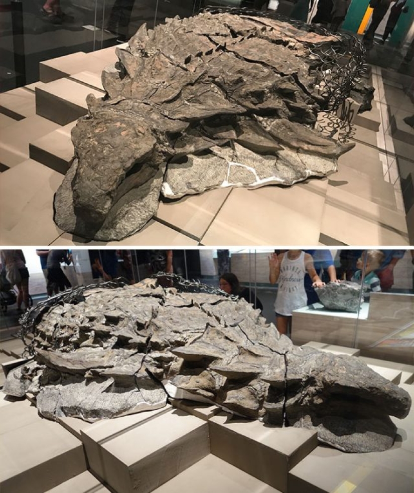 15 fósiles antiguos que te harán decir "guau"