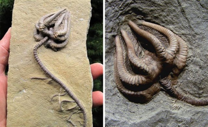 15 fósiles antiguos que te harán decir "guau"