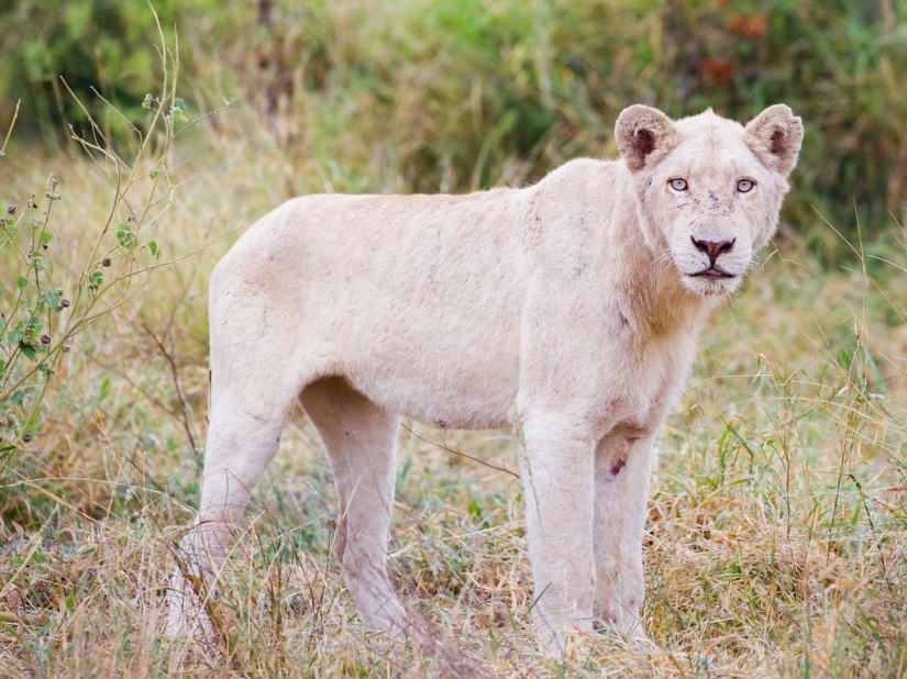 15 mejores lugares para ver animales salvajes