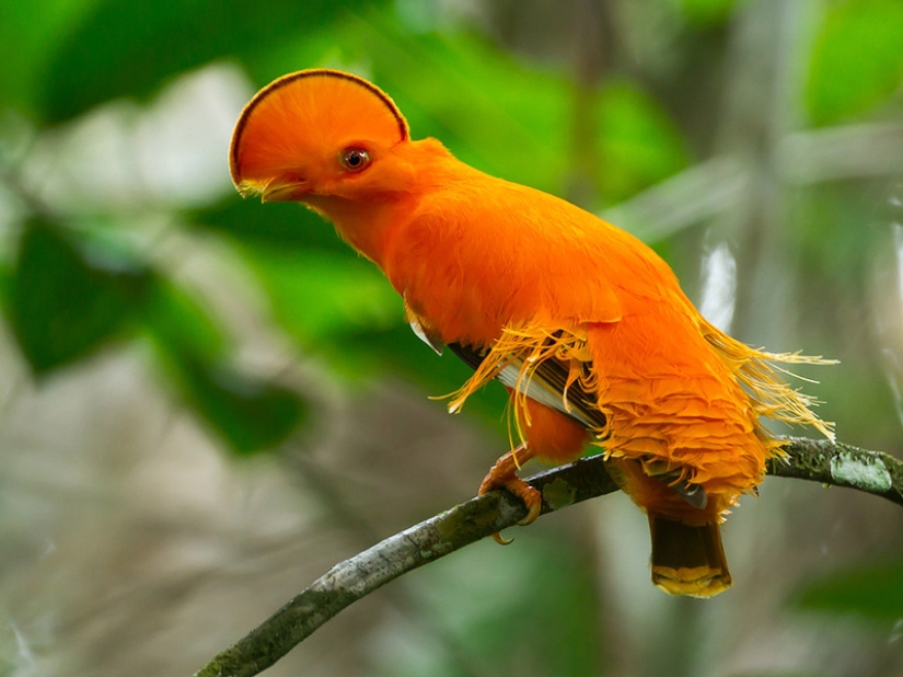 15 most beautiful birds, the sight of which takes your breath away!