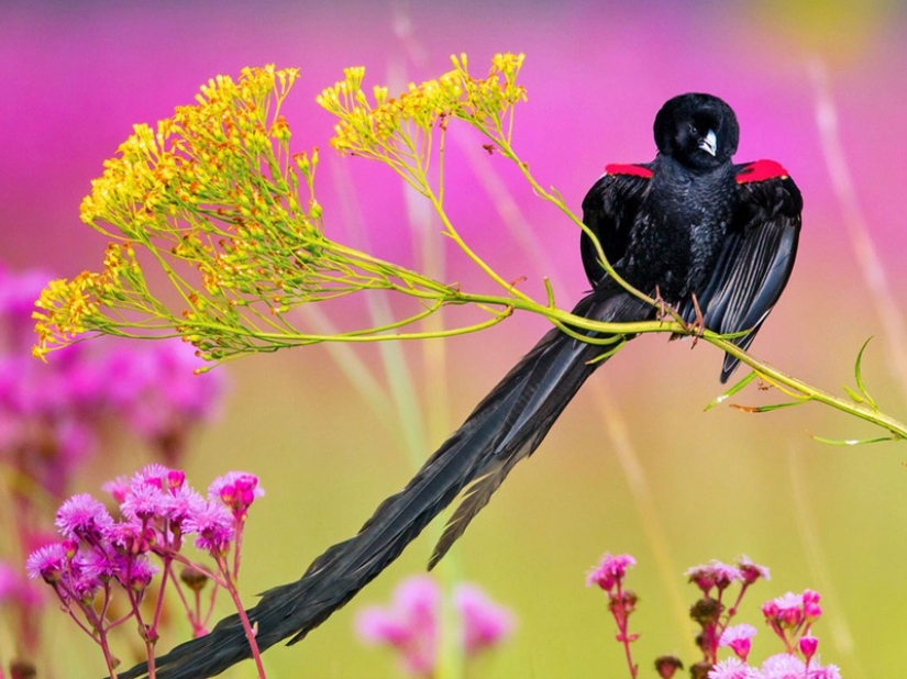 15 most beautiful birds, the sight of which takes your breath away!
