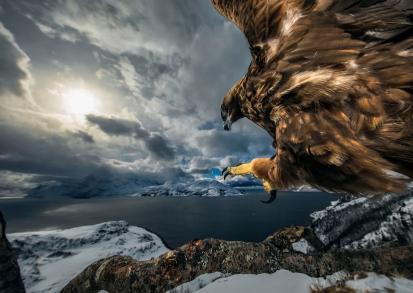 15 most impressive images from the "Best Wildlife Photographer 2019" contest