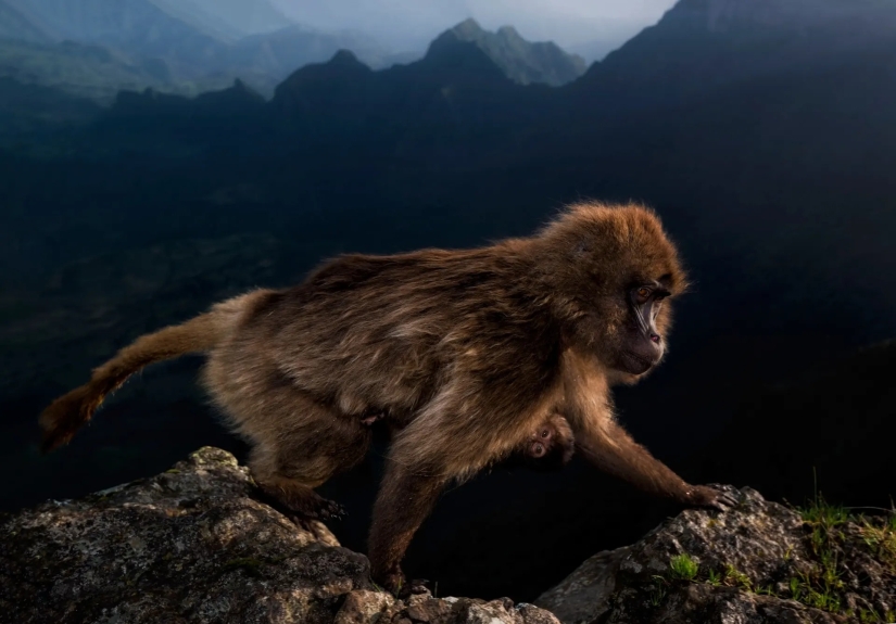 15 most impressive images from the "Best Wildlife Photographer 2019" contest