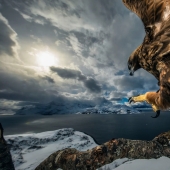 15 most impressive images from the "Best Wildlife Photographer 2019" contest