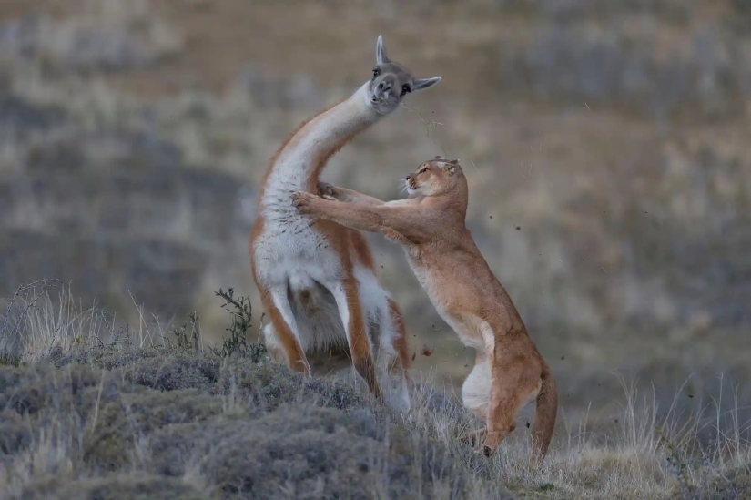 15 most impressive images from the "Best Wildlife Photographer 2019" contest