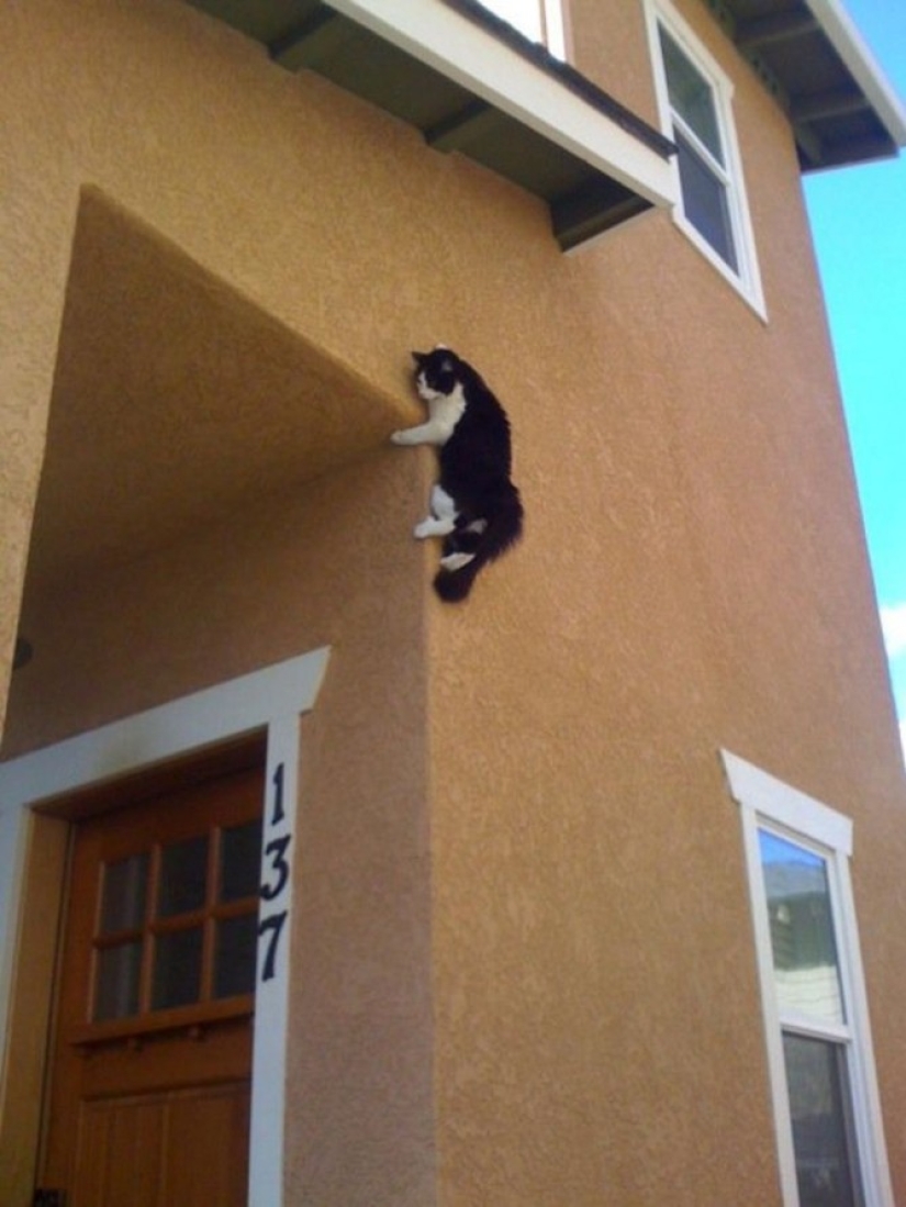 15 places where we never expected to see a cat