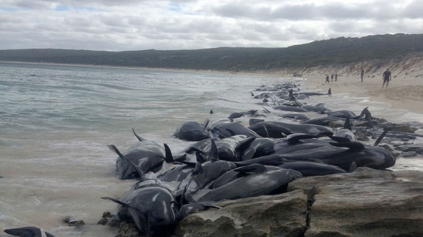 150 delfines varados en la costa de Australia. Las autoridades temen las acumulaciones de tiburones