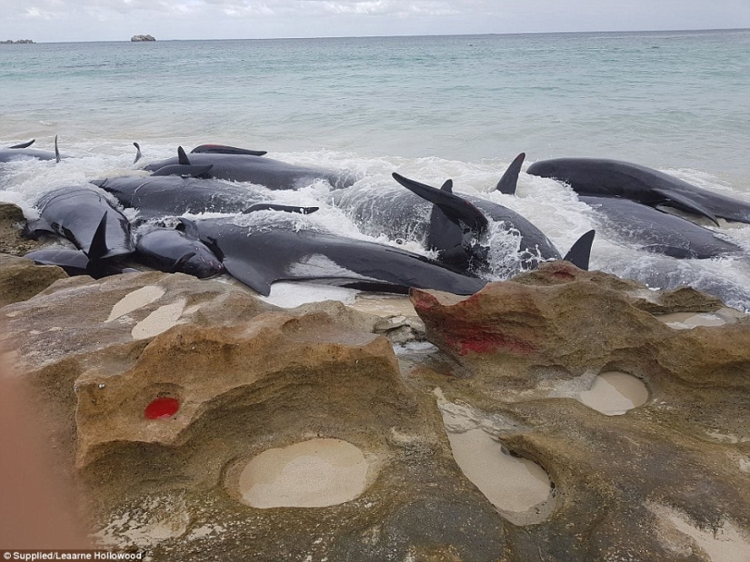 150 delfines varados en la costa de Australia. Las autoridades temen las acumulaciones de tiburones