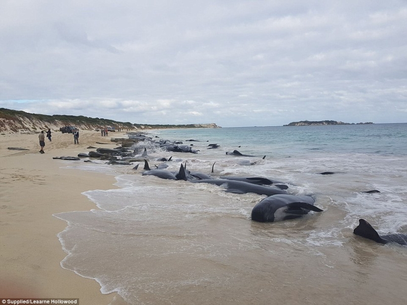 150 dolphins washed up on the coast of Australia. Authorities are afraid of accumulations of sharks
