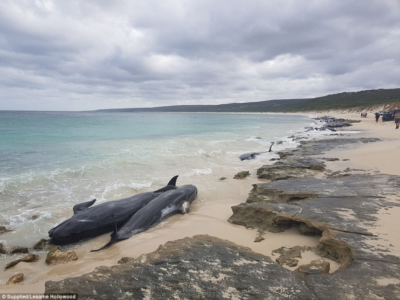 150 dolphins washed up on the coast of Australia. Authorities are afraid of accumulations of sharks