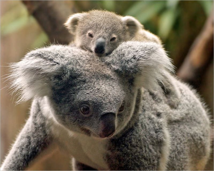 16 cute families from the animal world that will melt any heart