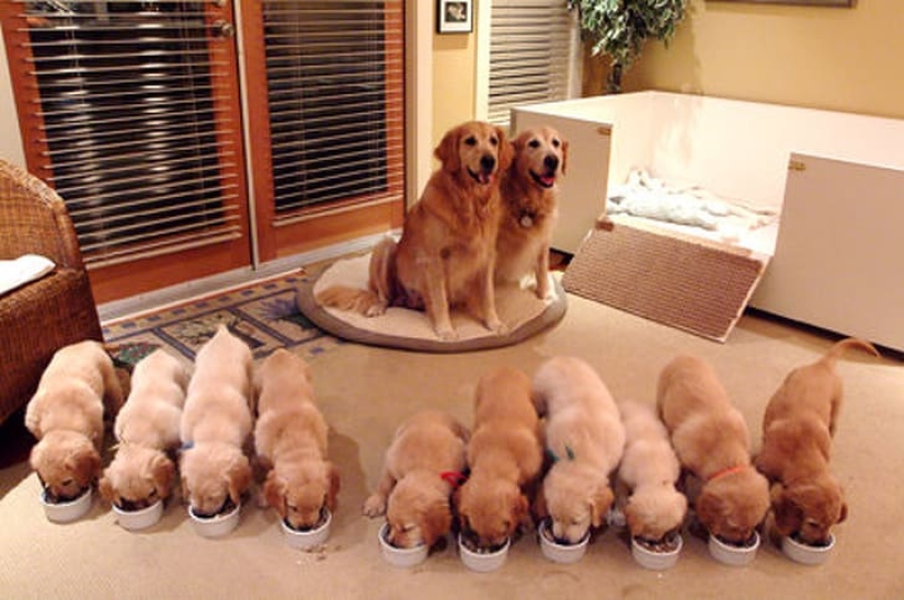 16 cute families from the animal world that will melt any heart
