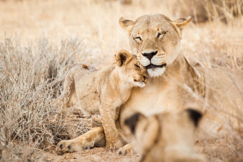 16 lindas familias del mundo animal que derretirán cualquier corazón