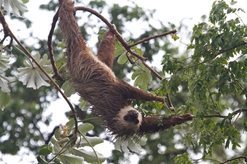 17 amazing facts about sloths — idle and magnificent