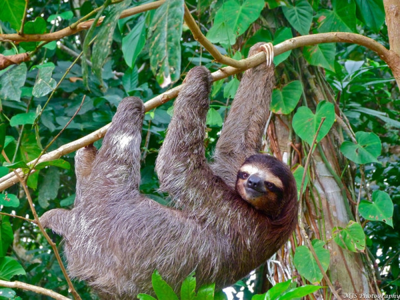 17 amazing facts about sloths — idle and magnificent