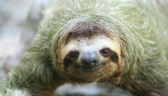 17 amazing facts about sloths — idle and magnificent