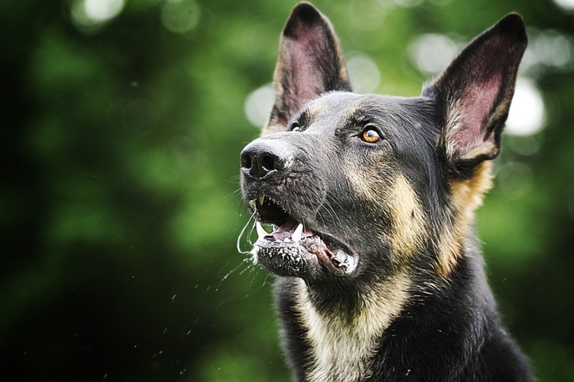 17 animales que nos matan