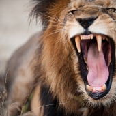 17 animals that kill us