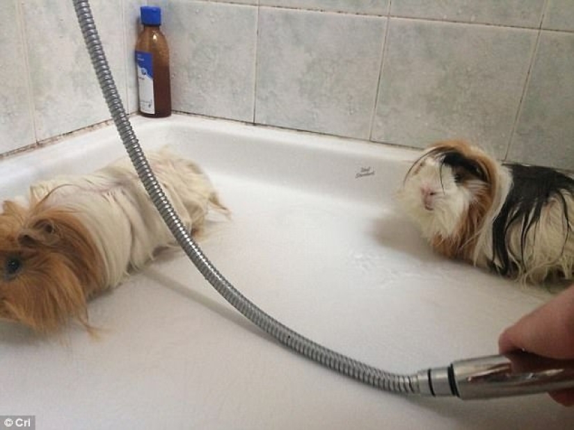 17 fotos de animales que harán cualquier cosa para no ser lavados