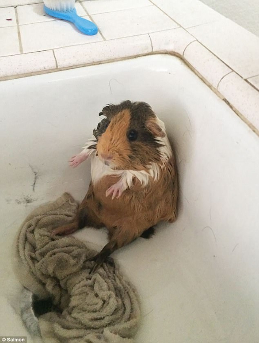 17 fotos de animales que harán cualquier cosa para no ser lavados