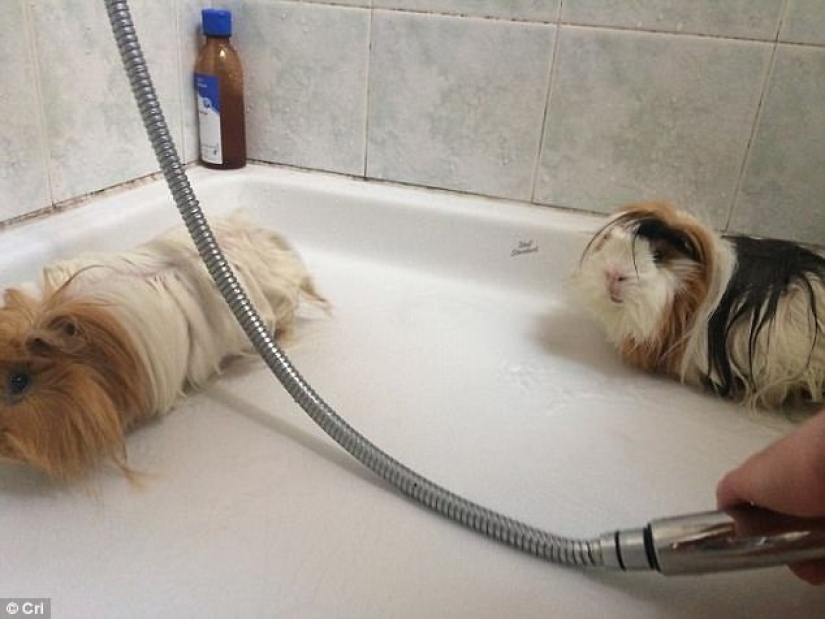 17 photos of animals that will do anything not to be washed