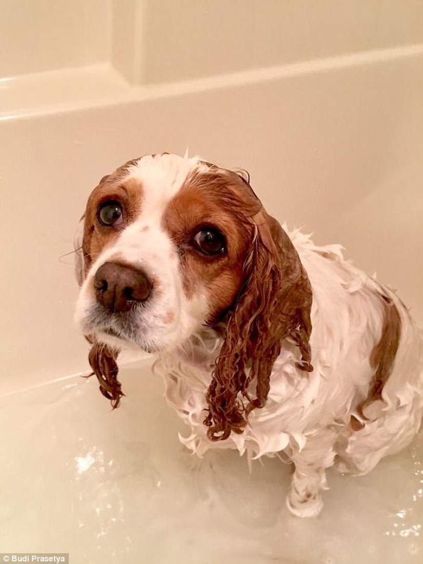 17 photos of animals that will do everything to just not wash them