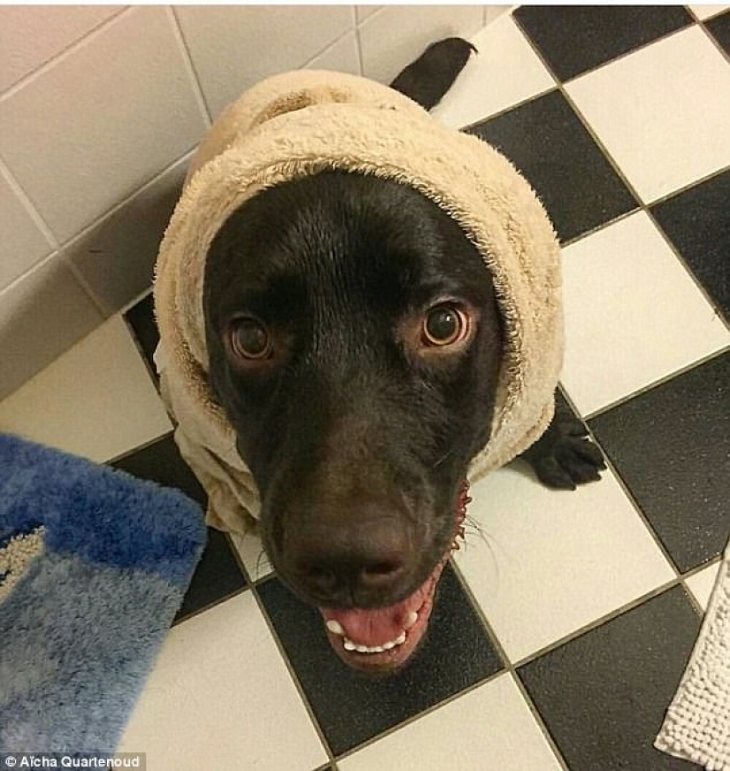 17 photos of animals that will do anything not to be washed