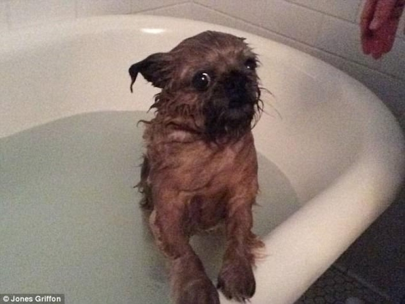 17 photos of animals that will do anything not to be washed