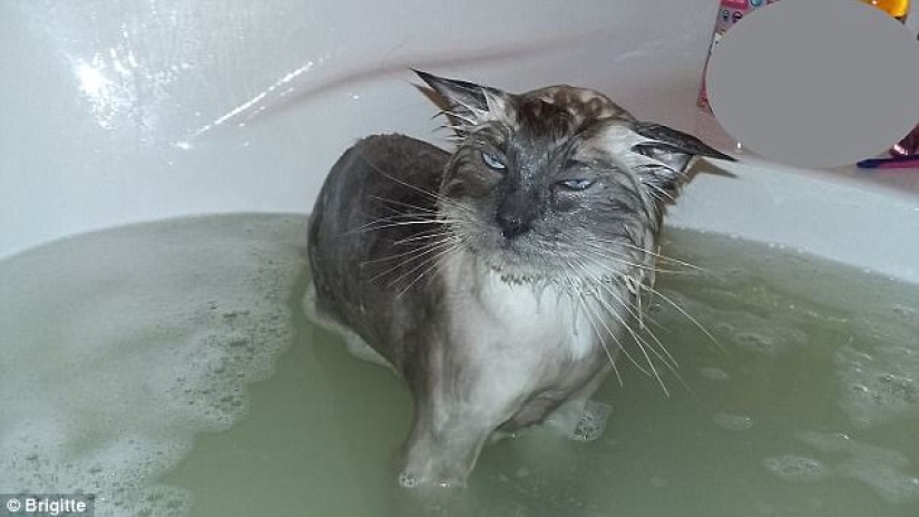 17 photos of animals that will do anything not to be washed