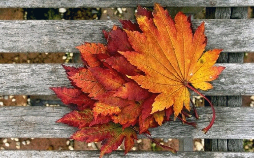 17 razones para alegrarse por la llegada del otoño
