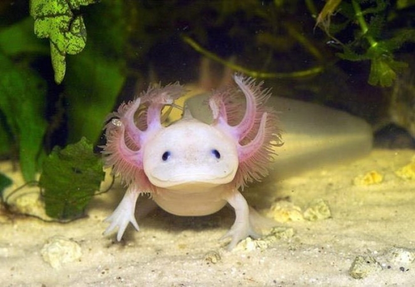 18 fantastic animals that live near us and can disappear forever