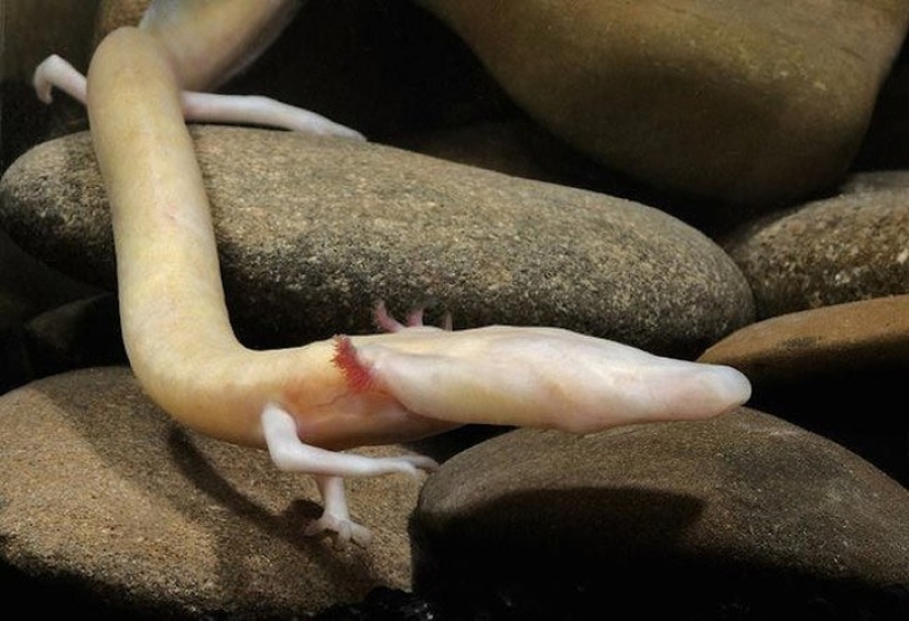 18 fantastic animals that live near us and can disappear forever