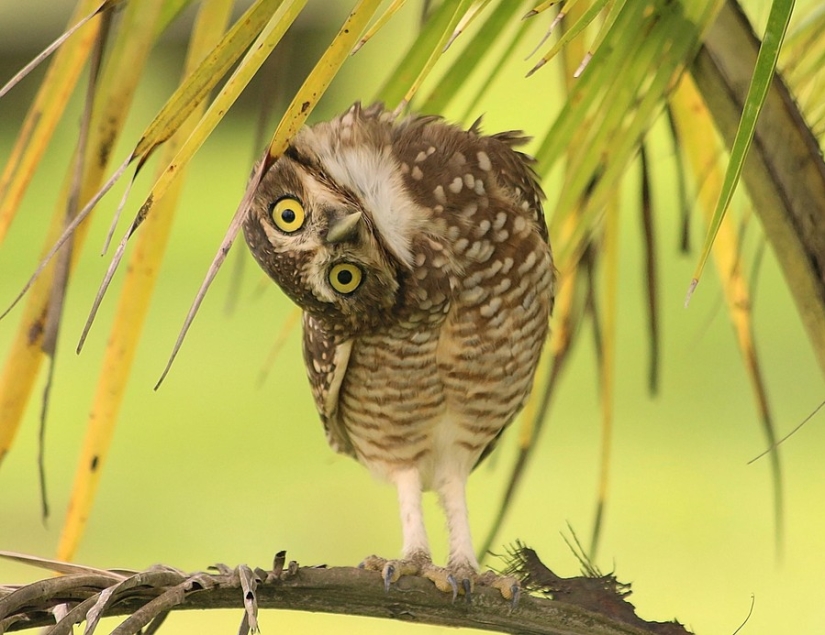 18 photos that owls can be proud of