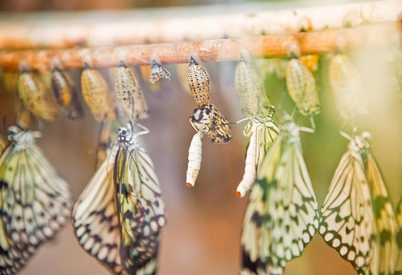 19 amazing transformations of caterpillars into butterflies