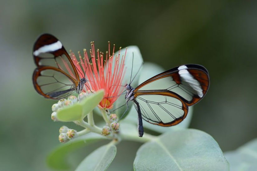 19 amazing transformations of caterpillars into butterflies