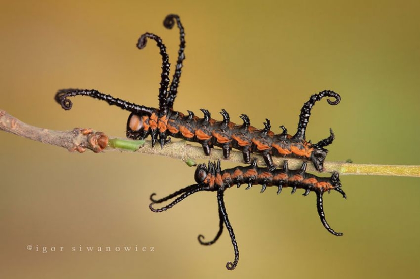 19 amazing transformations of caterpillars into butterflies