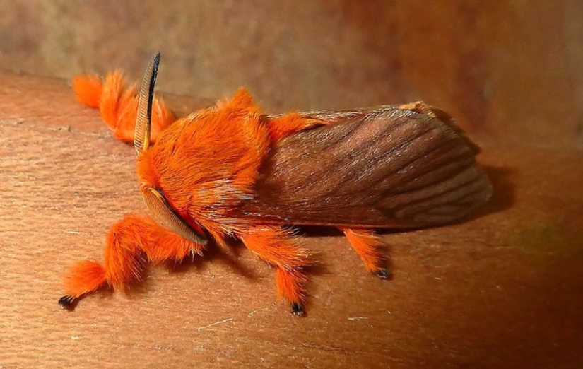 19 amazing transformations of caterpillars into butterflies