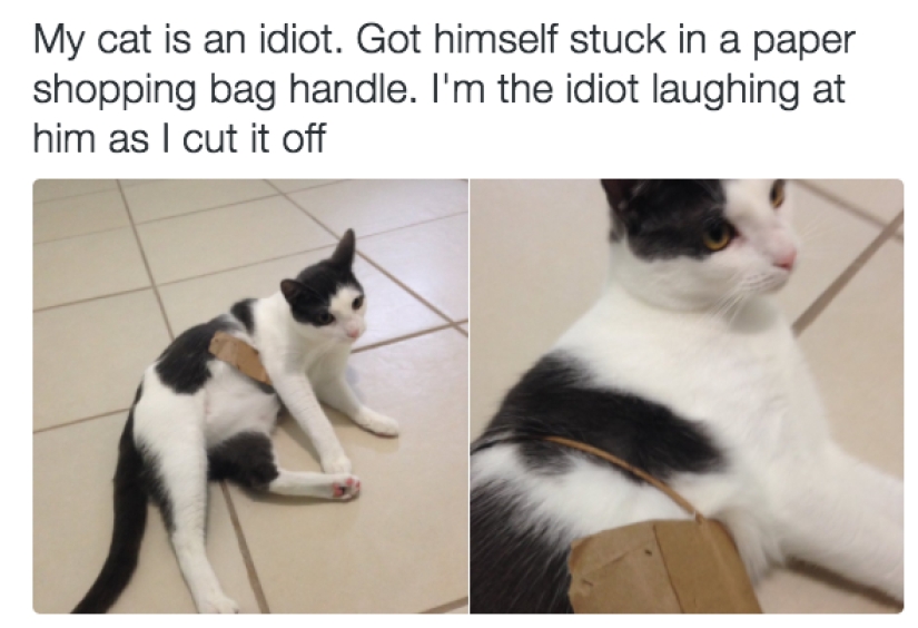 19 hermosos gatos idiotas peludos