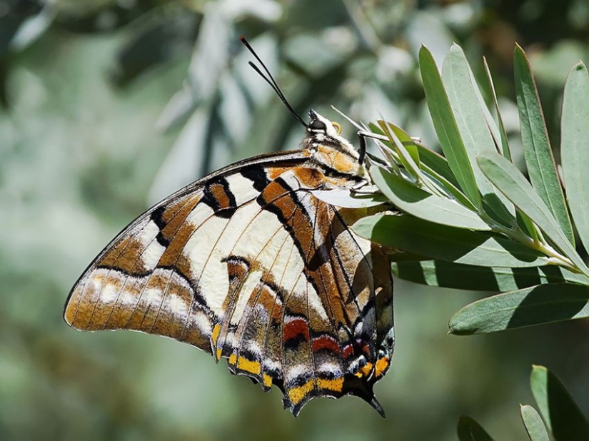 19 sorprendentes transformaciones de orugas en mariposas