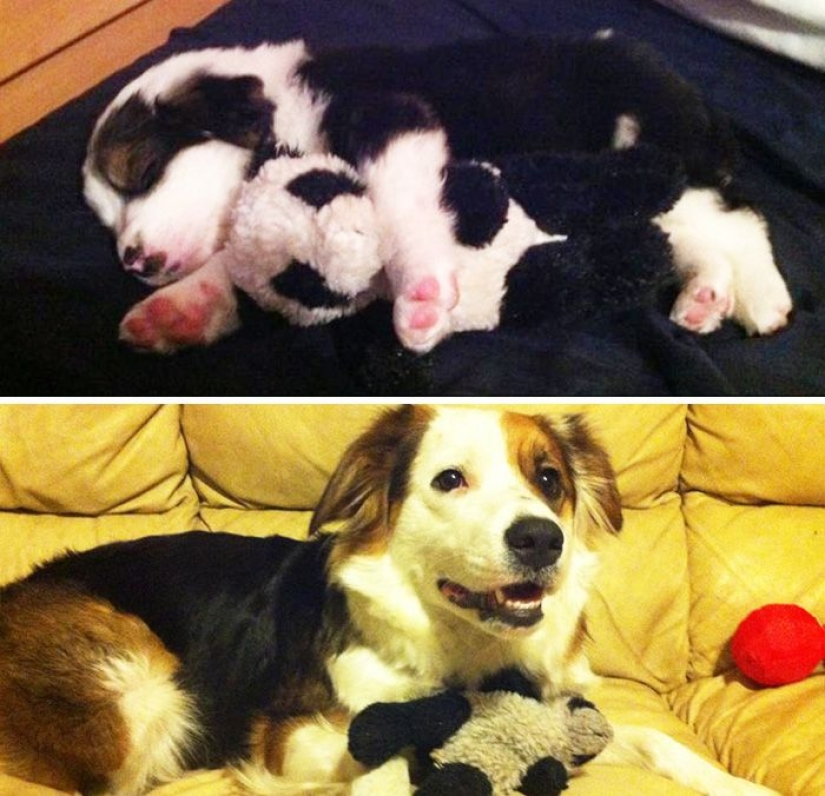 20 adult pets who love their toys as much as they did in childhood