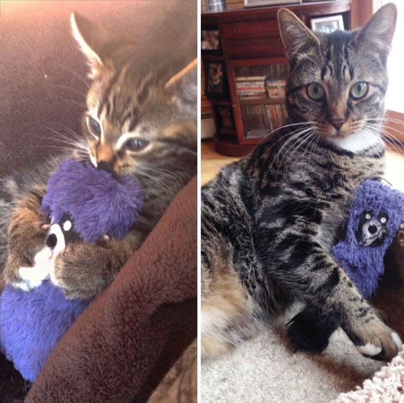 20 adult pets who love their toys as much as they did in childhood