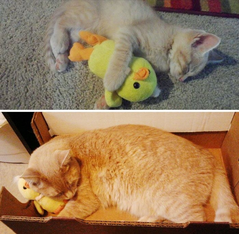 20 adult pets who love their toys as much as they did in childhood