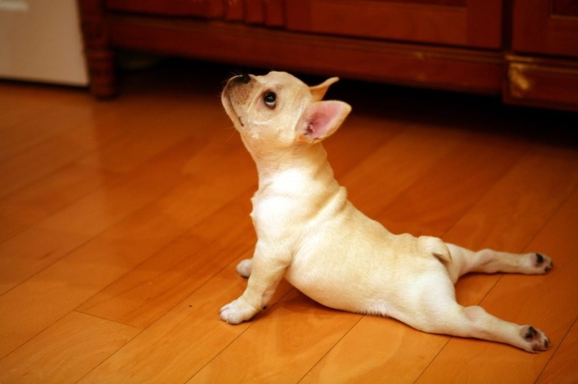 20 animales que hacen yoga mejor que tú