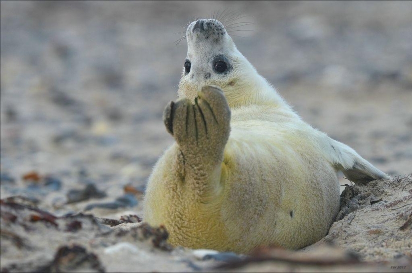 20 Animals That Do Yoga Better Than You