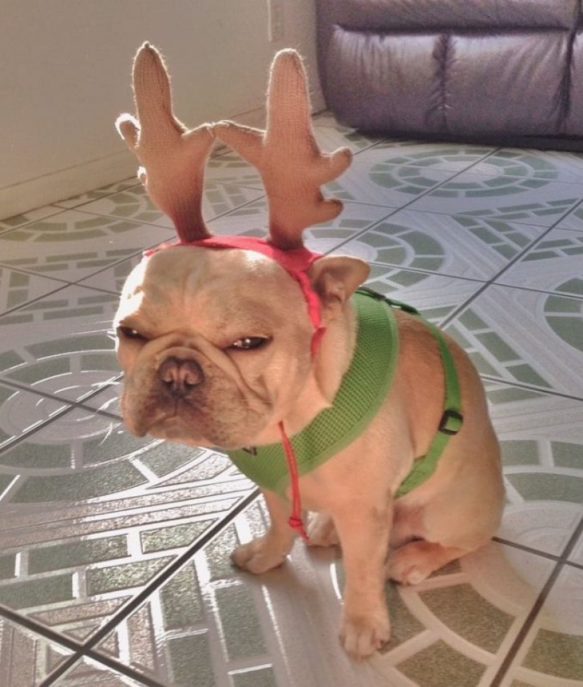 20 animals that hate the New Year and everything connected with it
