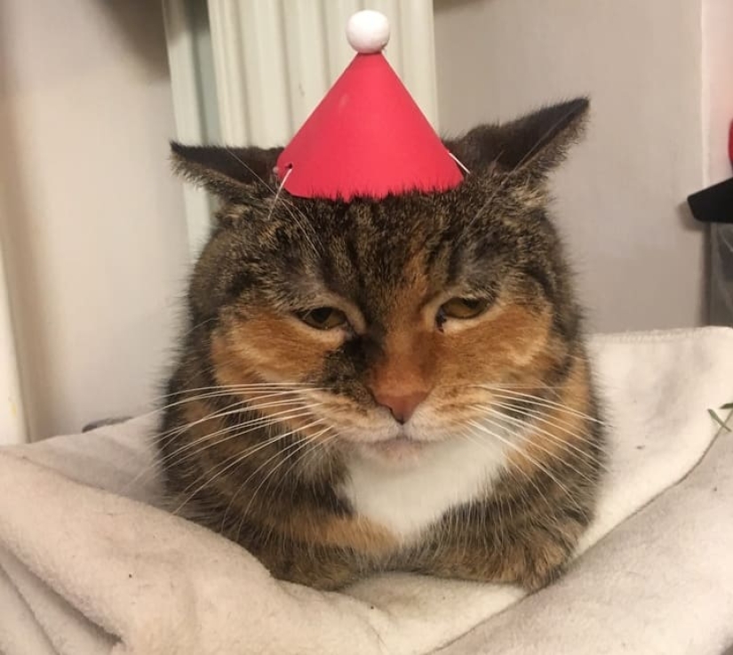 20 animals that hate the New Year and everything connected with it